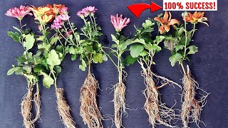 ✔️EASIEST way to GROW ChrysanthemumMums from Cuttings [upl. by Aramenta585]