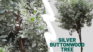 Silver Buttonwood Tree  Conocarpus Erectus [upl. by Aiepoissac]