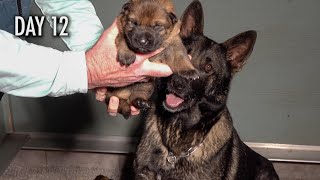 Watch Kraftwerk German Shepherd Puppies Grow up [upl. by Nroht]