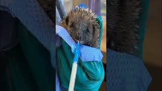 Hedgehog caught in net was lucky to be rescued hedgehog rescuehedgehog short [upl. by Anaugal]