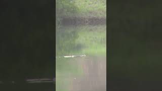 Cottonmouth snake swimming [upl. by Arlo]