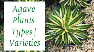 AGAVE PLANT TYPES  BEST AGAVE PLANT VARIETIES [upl. by Brittani149]