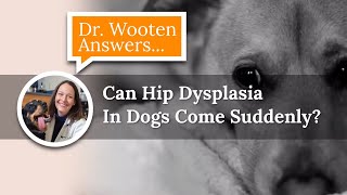 Can A Dog With Hip Dysplasia Run  Dr Wooten Answers [upl. by Oidiple]