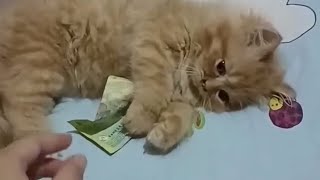 Cat 🙀🐈behavior is adorable funny with its various behaviorscats lewatberandayt memecatsviral [upl. by Gujral]