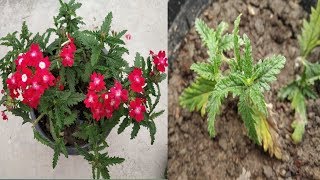 How to grow Verbena flower from cutting with update  Verbina ki cutting kaise lagaye [upl. by Eenel]