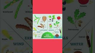 Seed Dispersal seeds seedscience plants botany shortsvideo shortsviral shorts shortsfeed [upl. by Festus]