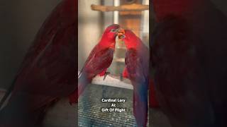 Cardinal Lory Pseudeous cardinalis at Gift Of Flight cardinal lorikeet exotic breeding [upl. by Clie]