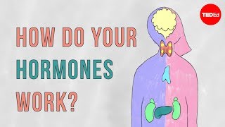 How do your hormones work  Emma Bryce [upl. by Esilehs]