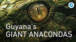 A Deadly Encounter in the Wild Guyanas Giant Anacondas  Wildlife Documentary [upl. by Vastha]