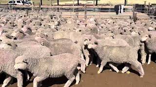 Lindley Park Top draft Merino Ewe Lambs complete drop [upl. by Mcquoid]