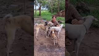 Pretty girl dogs and breeding dog pets doglover [upl. by Ailaham]