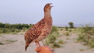 Teetar awaz  dakhni teetar awaz  gray francolin teetar voice [upl. by Yrac]