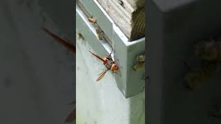 Japanese Honeybees Intimidate BlackTailed Hornet Preventing an Attack [upl. by Esme]