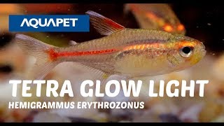 TETRA GLOW LIGHT HEMIGRAMMUS ERYTHROZONUS [upl. by Inaffit]