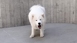 Samoyed Barking and Howling Compilation [upl. by Aratak]