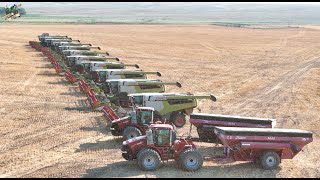 Colorado Wheat Harvest 2024 with 12 Claas Lexion Combines [upl. by Eserehc]