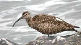 regenwulp  Numenius phaeopus  Whimbrel [upl. by Cirad531]