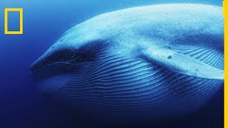 La baleine bleue est le plus grand tous les animaux [upl. by Feldstein]