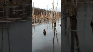 Flying Through A Frozen Marsh nature birds duck wildlife [upl. by Castro343]