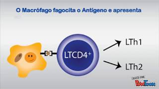 Leishmania Resposta Th1 e Th2 [upl. by Nehttam788]