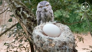 The frogmouth family lays eggs [upl. by Brianne]