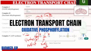 Electron Transport Chain  Oxidative Phosphorylation [upl. by Sile]