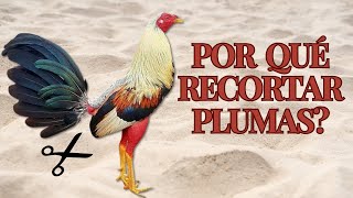 Técnicas y Beneficios de Recortar las Plumas en Gallos Finos [upl. by Ramled]