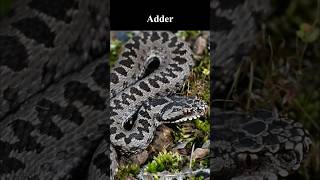 AnimalByte  Adder • 60s [upl. by Hertzfeld641]