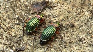 Carabus auronitens [upl. by Colbert]