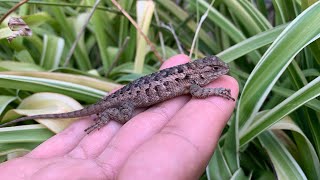 Lagarto espinoso juvenil sceloporus spinosus [upl. by Donnenfeld]