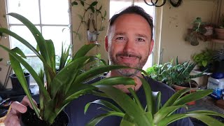 Bromeliad Care and Propagation  Guzmania [upl. by Fiorenza370]