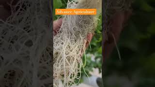 Hydroponic technology shortvideo viralshorts agriculturaltechnology greenrevolution ytshorts [upl. by Namzzaj]