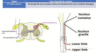 Journey through the Dorsal Column Tract of Gracilis and Cuneatus Explained [upl. by Gelya]