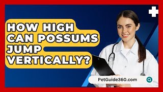 How High Can Possums Jump Vertically  PetGuide360com [upl. by Higinbotham]