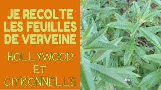 🌿 Je récolte de la Verveine Citronnelle et Holywood [upl. by Kartis226]