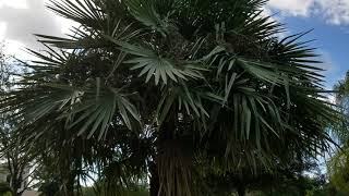 Copernicia alba quotSilverquot  The Truth Behind the Caranday Wax Palm From Brazil [upl. by Lahcear]