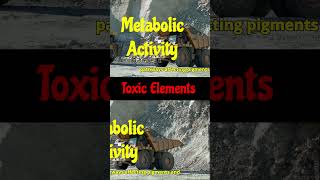 Vital Elements Abiotic Stress amp Metal Toxicity In Plants biology bioethics scienceshorts [upl. by Bee733]