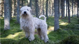 Soft Coated Wheaten Terrier Dogs 101 [upl. by Terti]