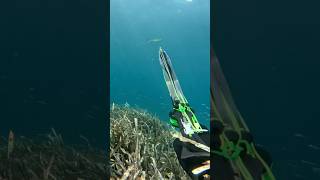 PREDATEUR versus Chasseur sous marin  qui va GAGNER  fishing spearfishing channelsubscribe [upl. by Mikahs]