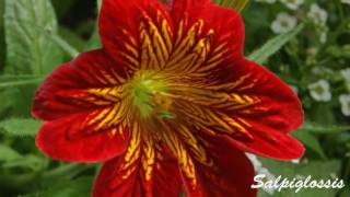 Сальпиглоссис Salpiglossis [upl. by Selfridge]