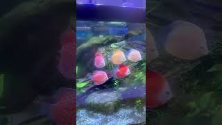 Discus fish in the classroom [upl. by Kosse]