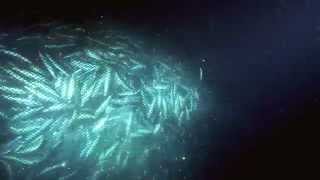 Overfishing  excerpt from Planet Ocean the movie [upl. by Wahlstrom159]