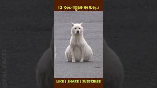 A bigger belly🐕shortvideo factsintelugu youtubeshorts [upl. by Mikaela]