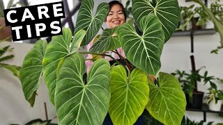 Philodendron Gloriosum  Beginners Guide  Care Tips 💕 [upl. by Chemush]