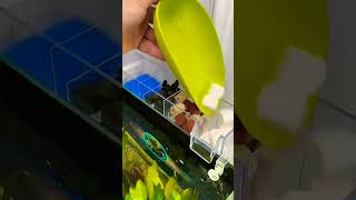 Best filter system for aquarium 😊fish aquarium shorts viralvideo filter shortfeed pets new [upl. by Tiga]