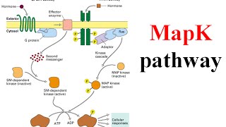 Ras raf mek erk signaling pathway map kinase pathway [upl. by Adnorehs]