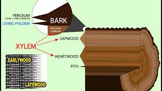 Dendrochronology Tree Ring Dating [upl. by Dennett]