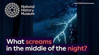 What screams in the night The spinechilling night noises made by animals  Surprising Science [upl. by Hceicjow]