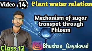 Mechanism of sugar transport through Phloem  Part 14  plant water Relation [upl. by Hardner]