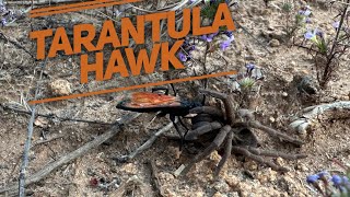 Tarantula Hawk [upl. by Dunc180]